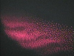 Processi dinamici in un DP: onde, vortici e trasporto di particelle. Allumina (Al2O3); d = 3 micron (Courtesy Plasma Sciences Laboratory Auburn University)